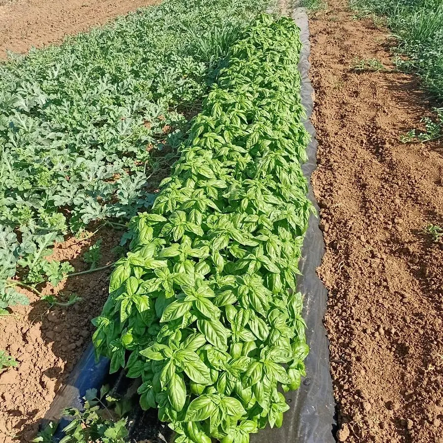 Agriturismo Il Cipresso Vada