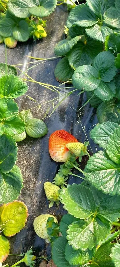 Agriturismo Il Cipresso Vada