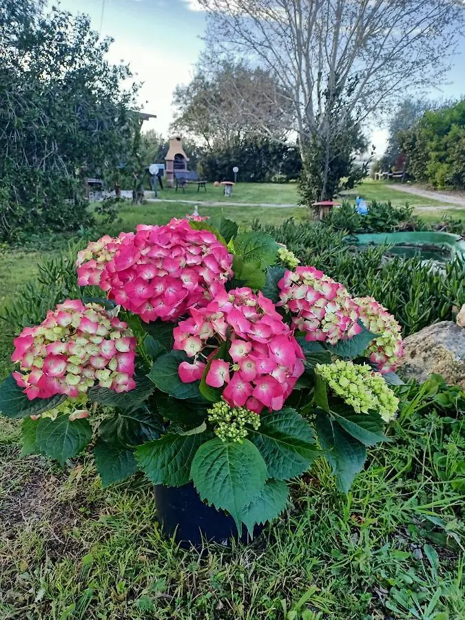 Agriturismo Il Cipresso Vada 0*,
