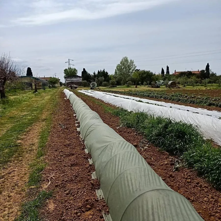 Agriturismo Il Cipresso Vada Italien