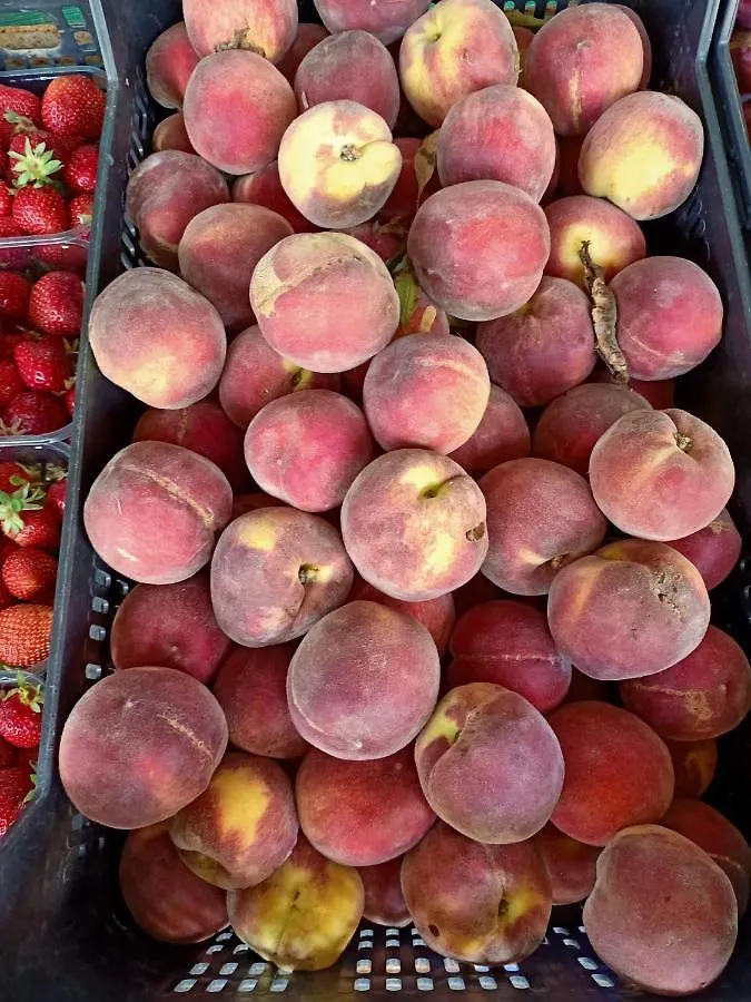 Agriturismo Il Cipresso Vada