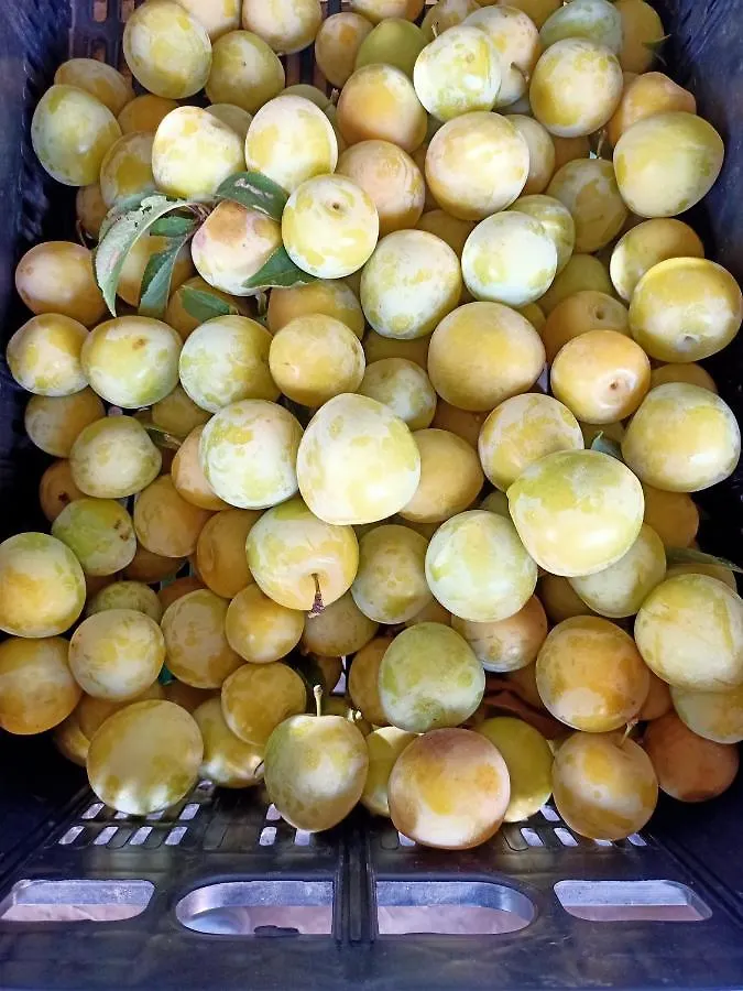 Agriturismo Il Cipresso Vada Italien