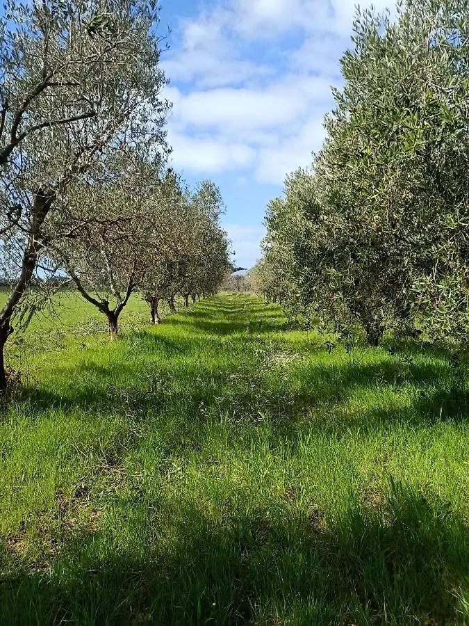 Lantgård Agriturismo Il Cipresso Vada Italien